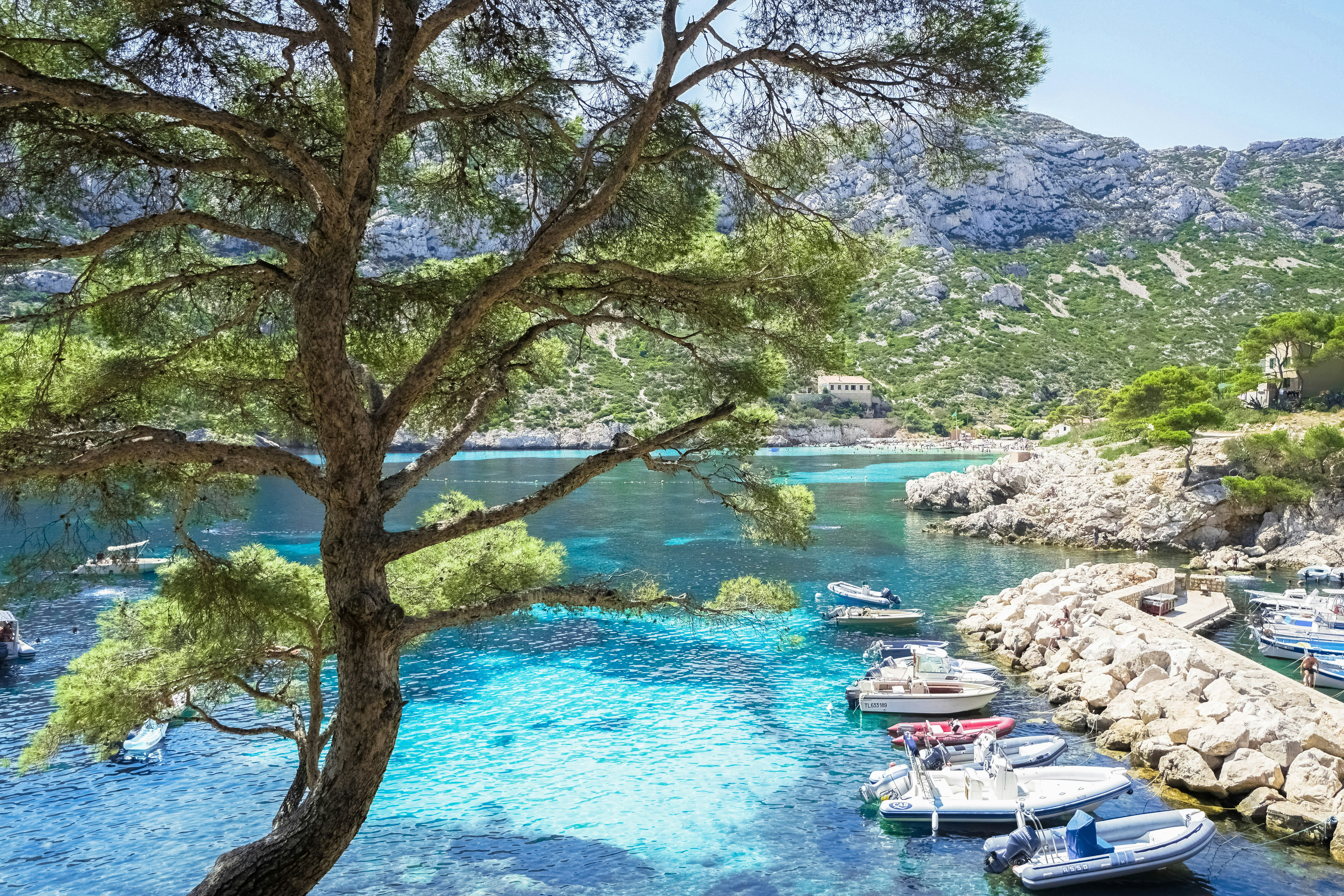 green trees near body of water during daytime